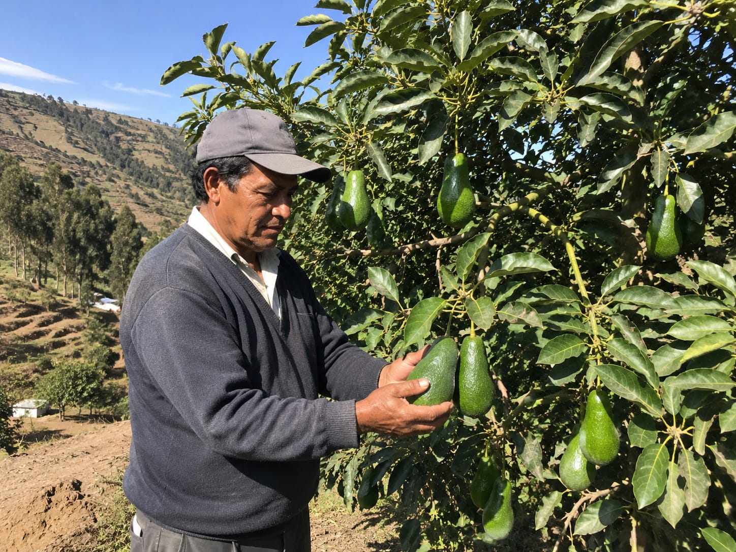 Agricultor seleccionando palta fuerte a mano en el valle